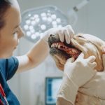 Pet Dental Care In Panama City FL