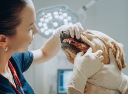 Pet Dental Care In Panama City FL