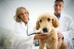 Pet Vaccinations In Panama City FL