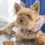 Pet Surgery In Panama City FL
