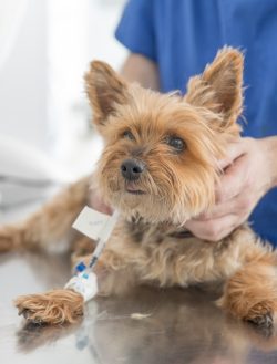 Pet Surgery In Panama City FL