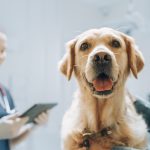 Animal Hospital In Panama City FL