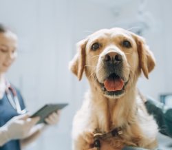 Animal Hospital In Panama City FL